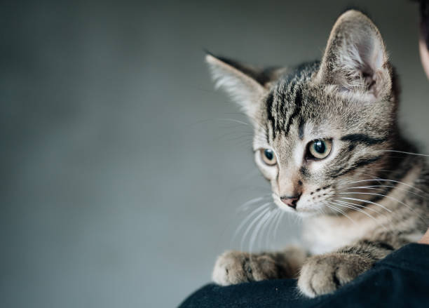 istock Portrait of a kitten at grey blurred background 1004778678