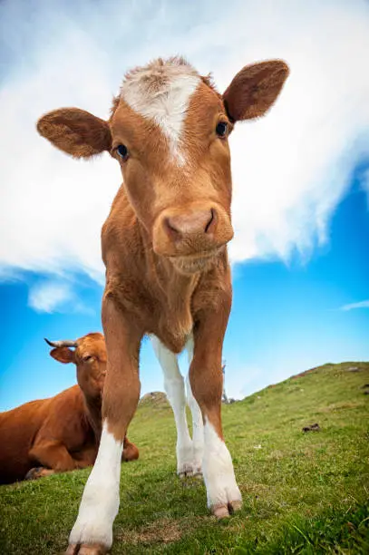 Funny veal close-up