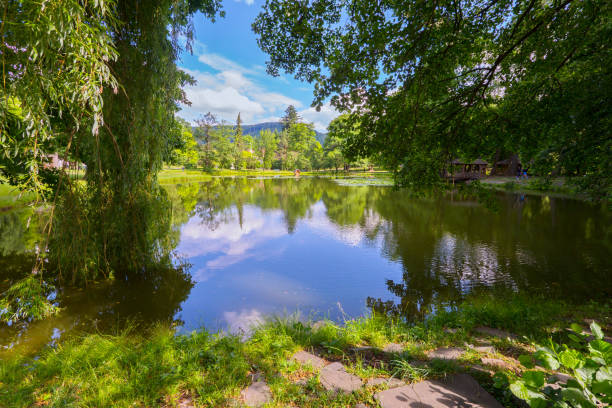 istock A dirty pond into which tree branches fall. It looks like the trees are bent to drink water 1004778802