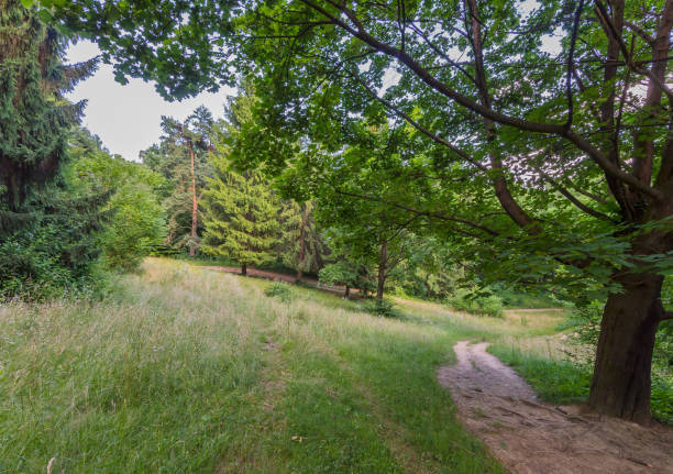 istock A pedestrian trail passing near a large tree with roots protruding from the ground. Walking deep into trees and bushes 1004779328
