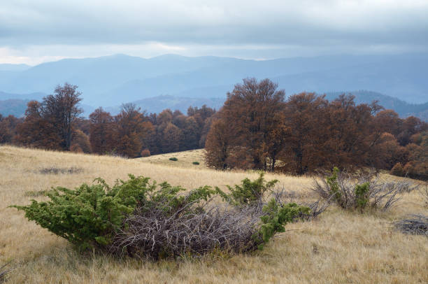 istock Foggy morning in the mountains 1004781598