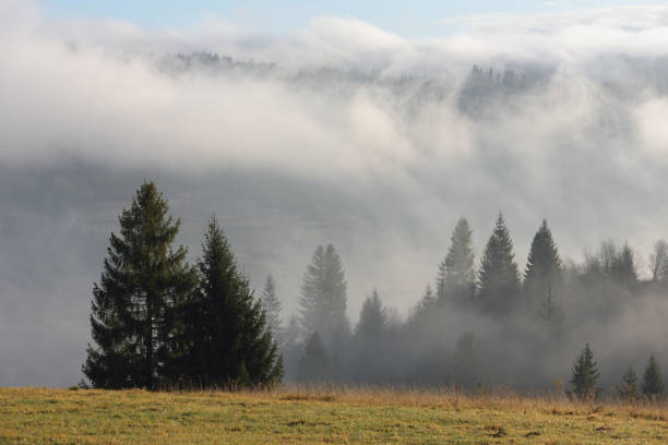 istock Autumn landscape with fir forest on mountain slopes 1004781692