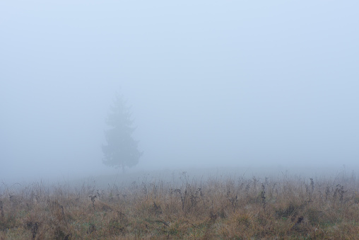 Autumn landscape. Lonely spruce in the fog