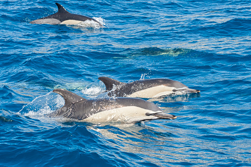 Dolphins in the atlantic ocean