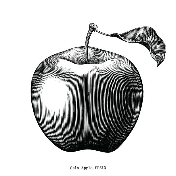 illustrazioni stock, clip art, cartoni animati e icone di tendenza di gala apple fruit disegno clip art vintage isolato su sfondo bianco - mela illustrazioni