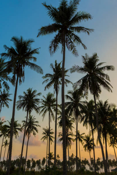 istock Silhouette of palm trees sunset vertical background. 1004785512