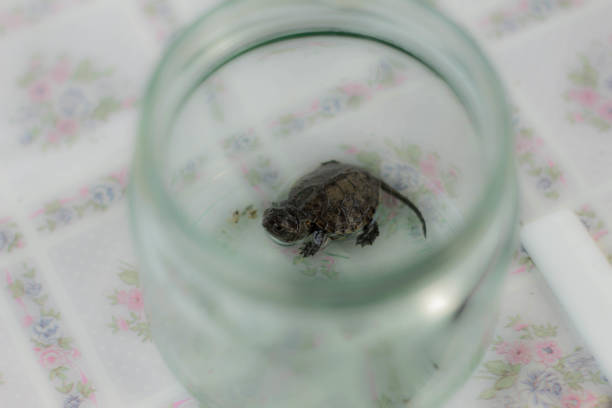 istock Baby european pond turtle 1004785620