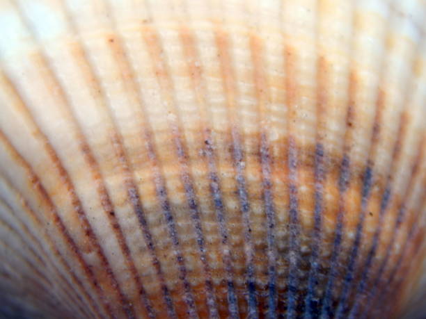 istock Texture of the sea ocean shell 1004786194