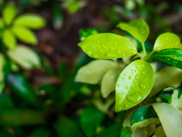 istock Beautiful Green leaf after the rain 1004789250
