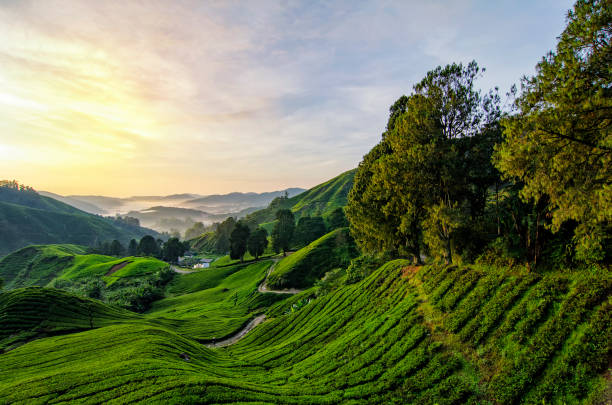 istock Stunning landscape scenery at early morning from hill top 1004789432