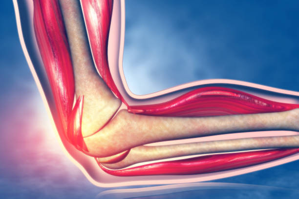 Anatomy of human elbow