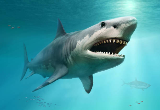 illustrazione 3d della scena megalodon - squalo foto e immagini stock