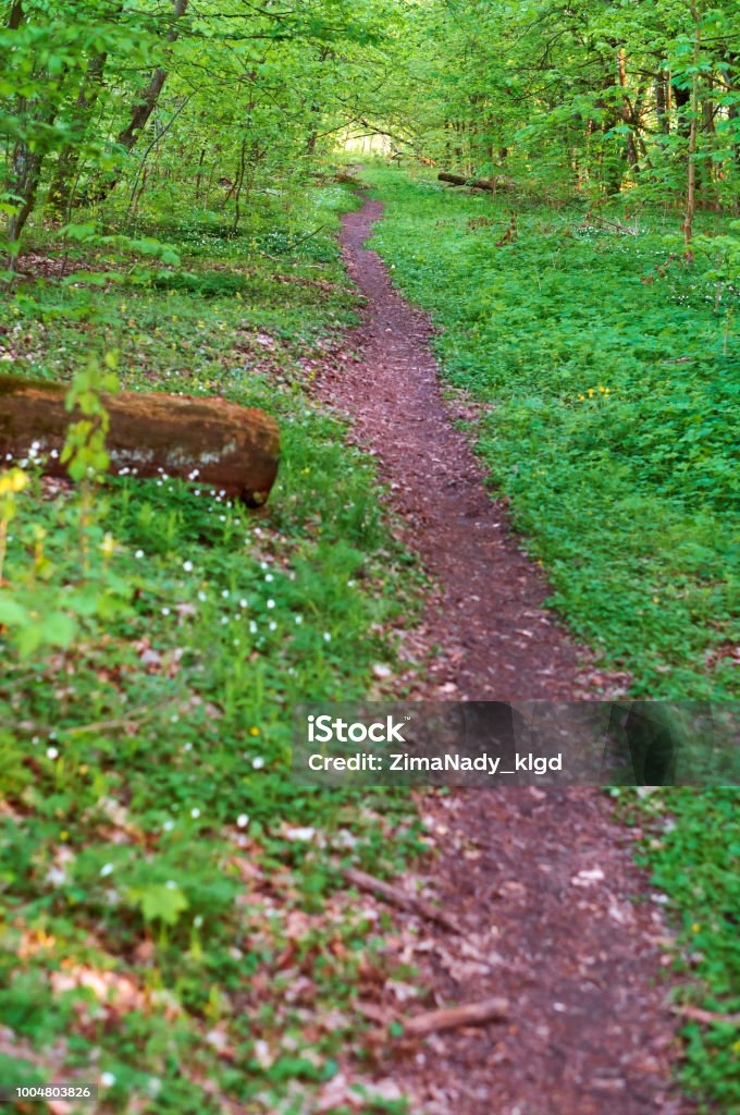 Path Between Tree Forest Path Between Trees In Summer Path In Green Forest In Spring ...