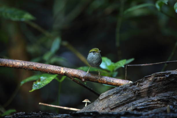 istock Grey-bellied tesia (Tesia cyaniventer) in Dalat, Vietnam 1004803896