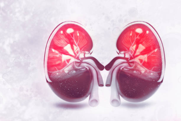 istock Human kidney cross section on scientific background 1004804010