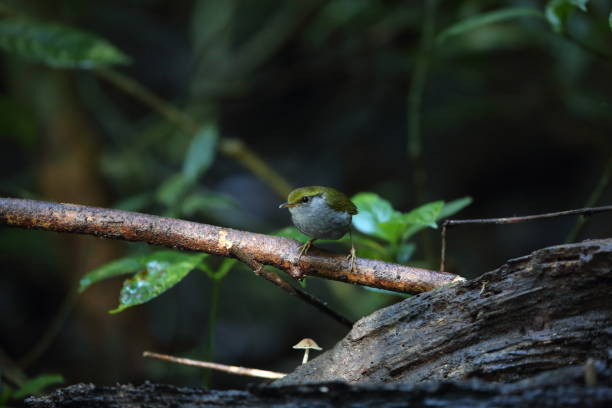 istock Grey-bellied tesia (Tesia cyaniventer) in Dalat, Vietnam 1004804048