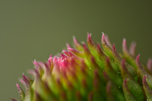New leaf growth on prickly leaves with stubby spines bearing burgundy tips, which turn redder towards the top of the leaf. Photo taken in Pano Lakatamia, Cyprus. Nikon D7200 with Nikon 200mm Macro lens