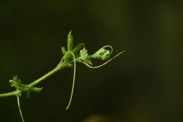 new born brunches of a creepy plant. - planting growth plant gourd imagens e fotografias de stock