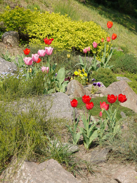 istock beautiful tulips of different colors growing between stones 1004820688