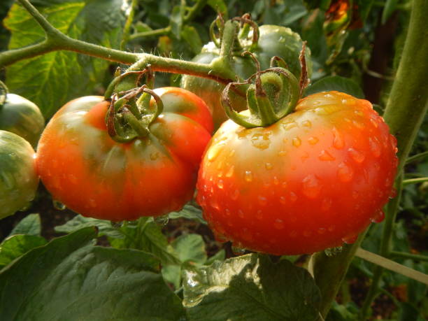 istock Summer and Autumn harvest. Permaculture Gardening. 1004820702
