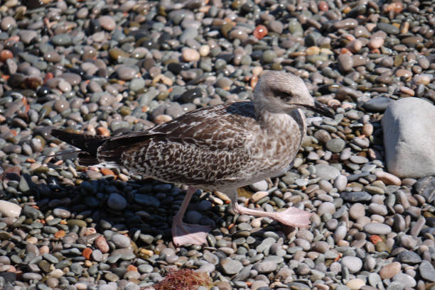 istock A gray bird with flippers on its paws goes through wet colored pebbles 1004824362