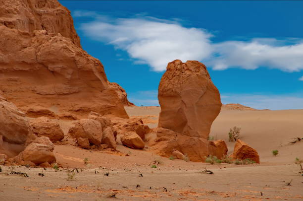 endlosen kampf für das leben - gobi desert stock-fotos und bilder