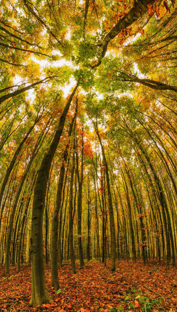 istock Panorama of the autumn beech forest. 1004827320