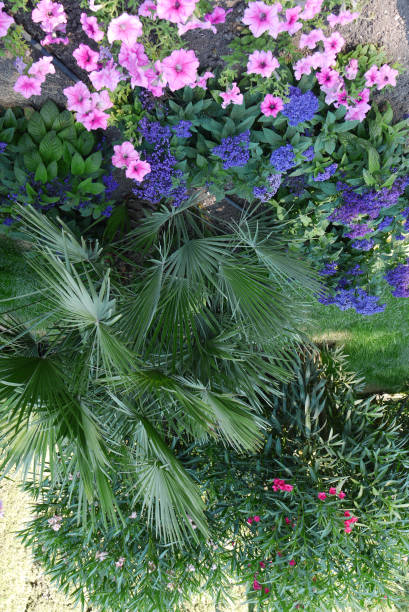 istock An interesting view from above on flowers growing in the garden 1004830494