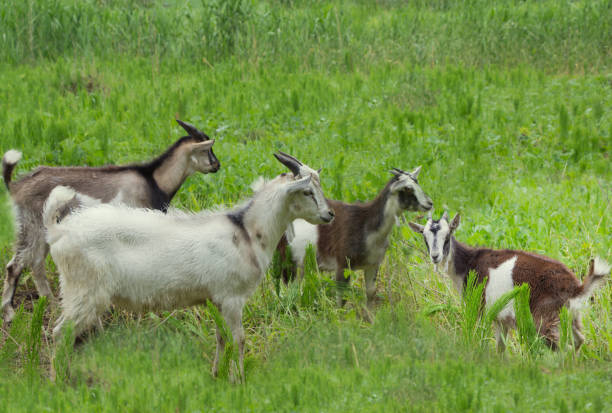 istock Goats  on a pasture.Green grass on background.Village landscape 1004830854