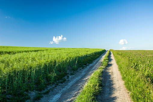 Straight road through green fields of grain towards the horizon and blue sky