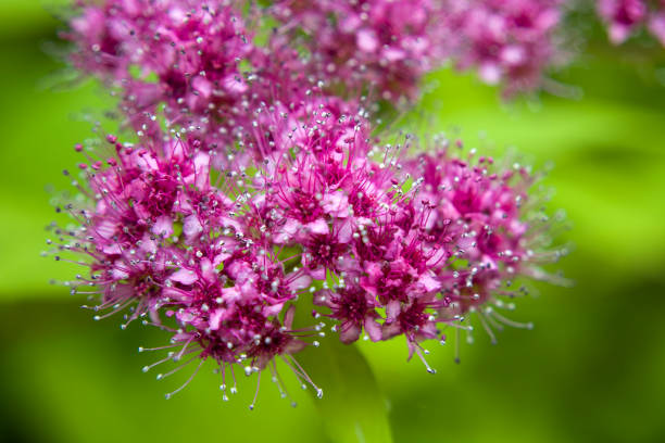 istock Pink flowers on a green background 1004839174