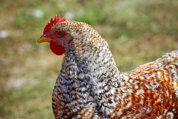 istock Chicken in the free-range husbandry 1004842226