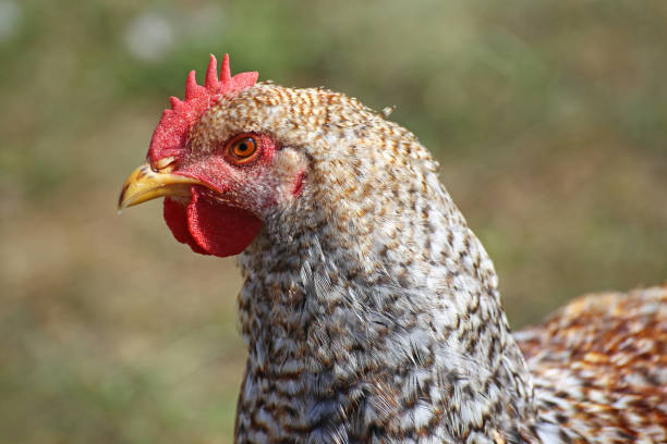 istock Chicken in the free-range husbandry 1004842392