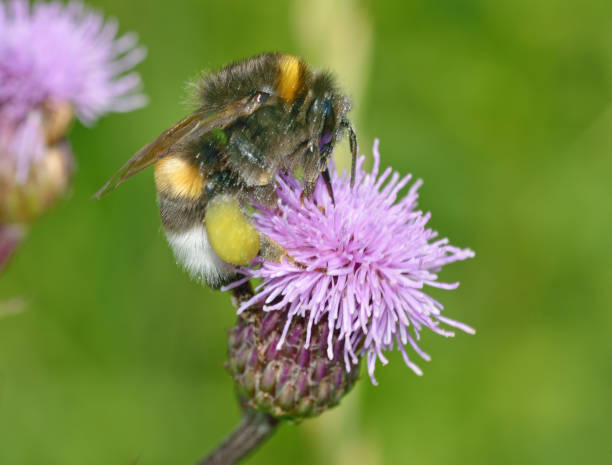 istock A bumblebee collects nectar from a flower. 1004845718