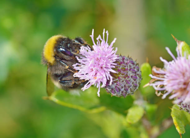 istock A bumblebee collects nectar from a flower. 1004845722
