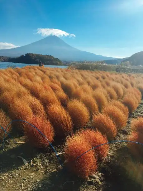 Bassia scoparia with Mount.Fuji in kawakuchiko natural living central