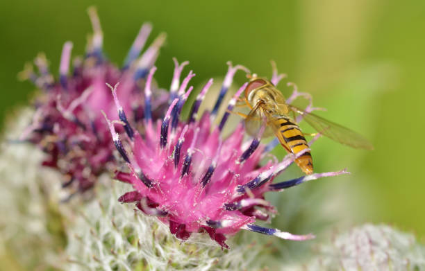 istock A bumblebee collects nectar from a flower. 1004847396