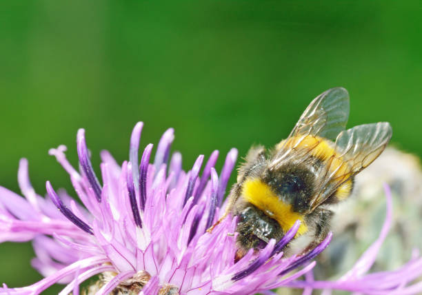 istock A bumblebee collects nectar from a flower. 1004847872