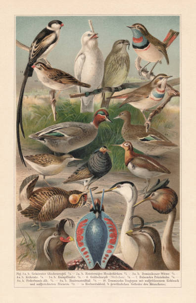 Courtship plumage of birds (sexual dimorphism), Chromolithograph, published in 1897 Colorful courtship plumage of various birds (sexual dimorphism): 1) Horned bell bird (Chasmorhynchus carunculatus); 2) Bluethroat (Luscinia svecica); 3) Pin-tailed whydah (Vidua macroura); 4) Eurasian teal (Anas crecca); 5) Ruff (Philomachus pugnax); 6) Greater painted-snipe (Rostratula benghalensis, female); 7) Greater prairie chicken (Tympanuchus cupido, male); 8) Crested Auklet (Aethia cristatella); 9) Great crested grebe (Podiceps cristatus); 10) Temminck's tragopan (Tragopan temminckii with inflated throat bag). a =  Courtship plumage of the male, b = ordinary plumage of the male. Chromolithograph, published in 1897. bluethroat stock illustrations