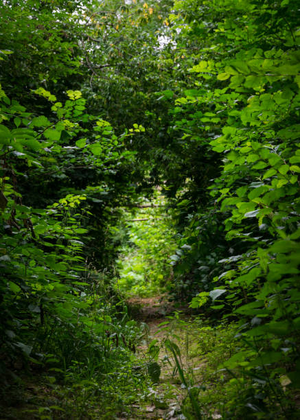 istock Path in the summer mysterious morning forest 1004853868