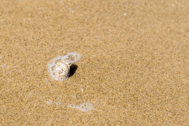 istock Summer texture - transparent water, sandy beach and a small shell, top view, copy space 1004856532