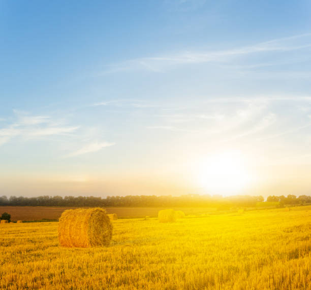 istock summer wheat field after a harvest at the sunset 1004856678