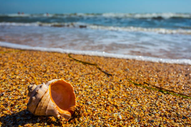 closeup marine shell on a summer sea coast