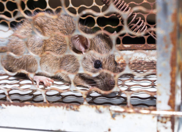 istock The rat in mousetrap, spring-trap. 1004856968