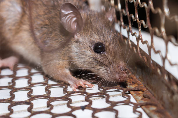istock The rat in mousetrap, spring-trap. 1004856980