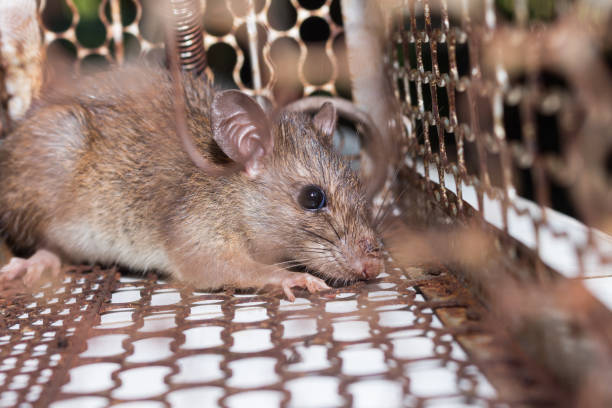 istock The rat in mousetrap, spring-trap. 1004857032
