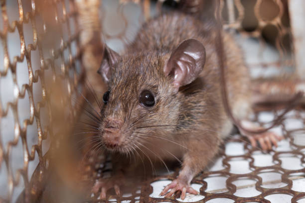 istock The rat in mousetrap, spring-trap. 1004857038