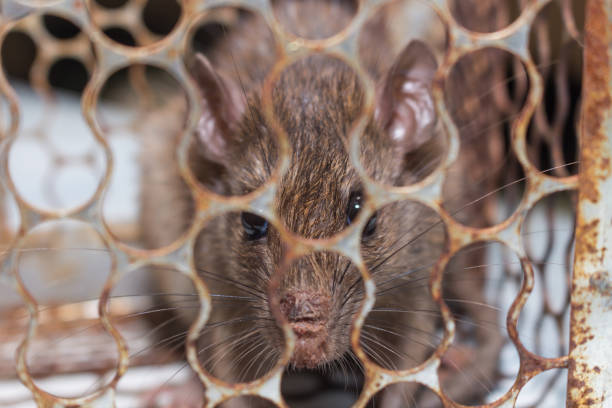 istock The rat in mousetrap, spring-trap. 1004857040