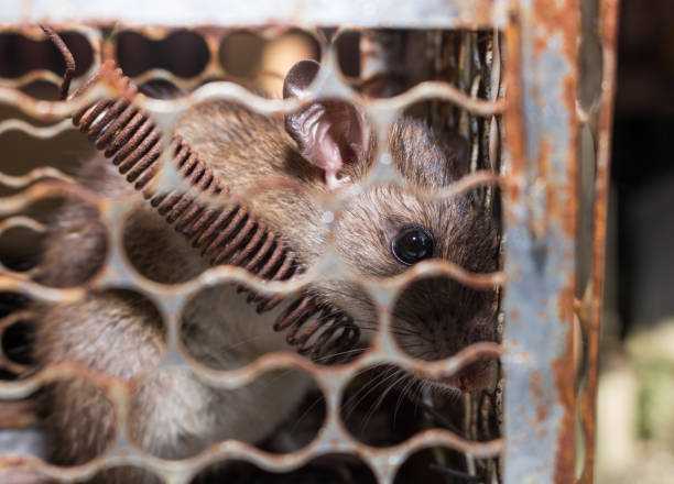 istock The rat in mousetrap, spring-trap. 1004857052