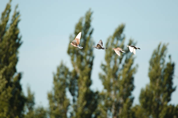 seagulls flying over the Istanbul Strait